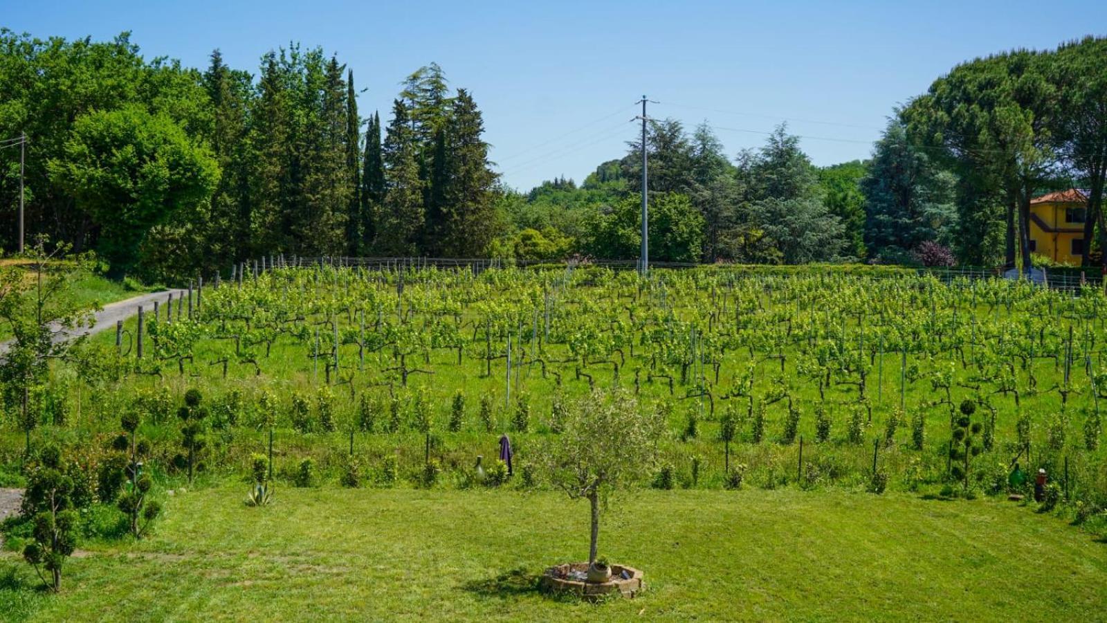 Bed and Breakfast Wine House Capannori Exterior foto