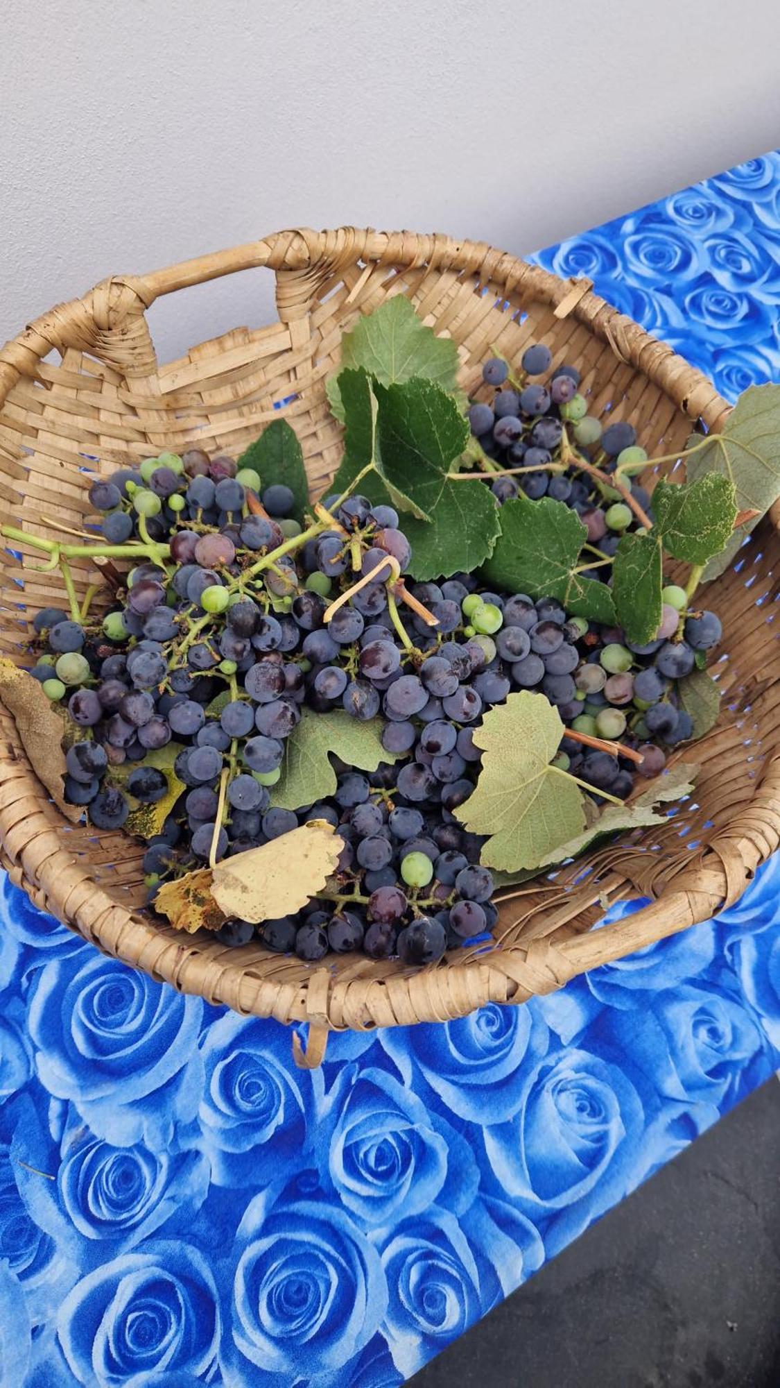 Bed and Breakfast Wine House Capannori Exterior foto